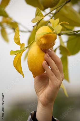 A human hand plucking a lemon from a branch