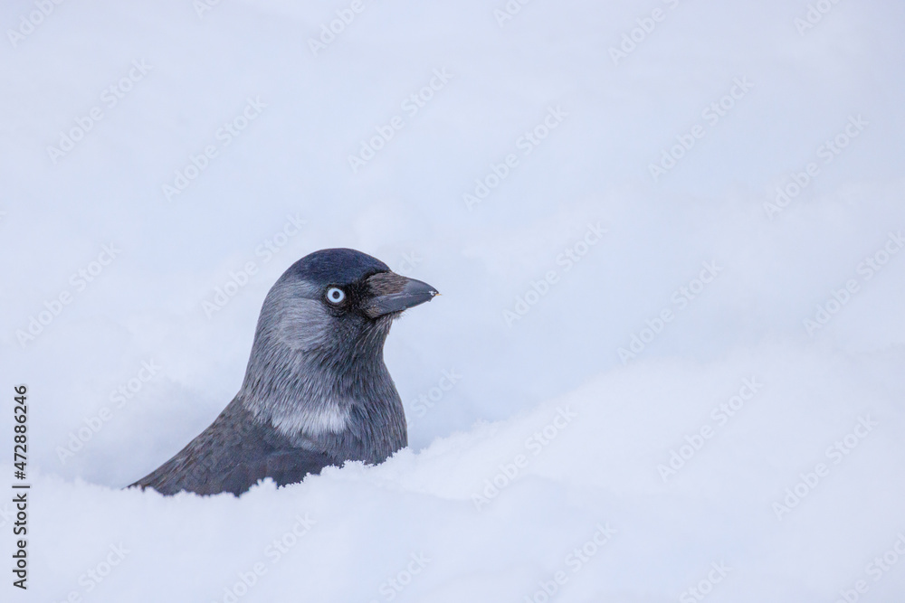 Obraz premium Jackdaw in winter