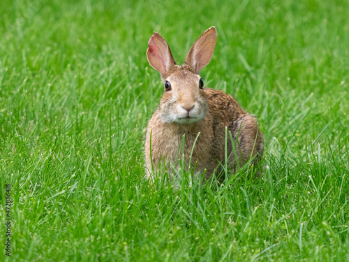 Washington State. Eastern cottontail sitting in grass