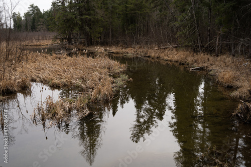 Still water at Lake Itasca, MN showing reflections of green fir trees, dead grass and cat tails, very still. Near Mississippi headwaters. Spring time. 