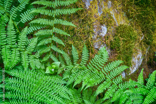 Wallpaper Mural Ferns and Mossy Rock, Quinault River Trail, Olympic National Park, Washington State Torontodigital.ca