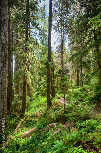 Fototapeta Primeval Forest, Quinault River Trail, Olympic National Park, Washington State