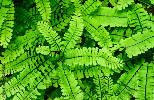 Maidenhair Fern, Quinault River Trail, Olympic National Park, Washington State photo