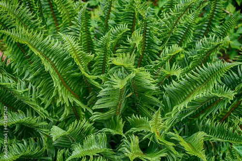 Fern Outburst, Quinault River Trail, Olympic National Park, Washington State