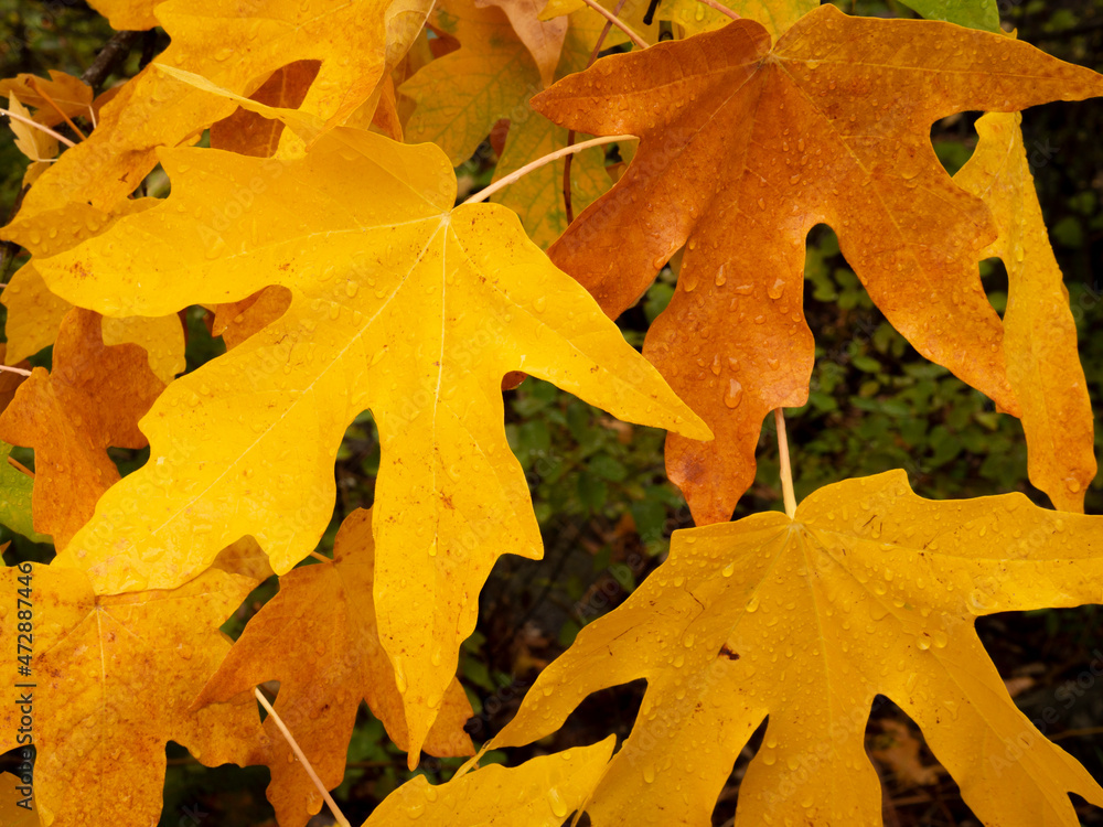 Big maple leaves, fall nature in Cascade Mountains of Washington near the Wenatchee River Big maple leaves, fall nature in Cascade Mountains of Washington near the Wenatchee River