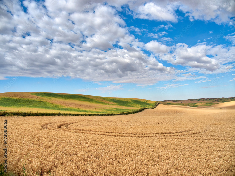 USA, Washington State, Palouse. Large clouds over fields of wheat at harvest USA, Washington State, Palouse. Large clouds over fields of wheat at harvest