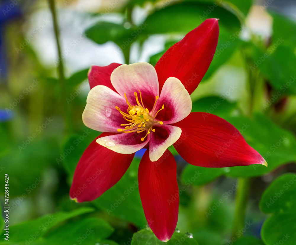 Columbine blooming. Native to North America. Columbine blooming. Native to North America.