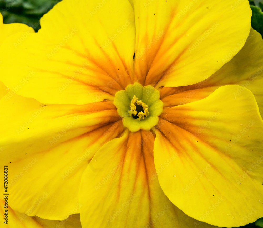 Yellow English Primrose blooming, Bellevue, Washington State. Native to Europe. Yellow English Primrose blooming, Bellevue, Washington State. Native to Europe.