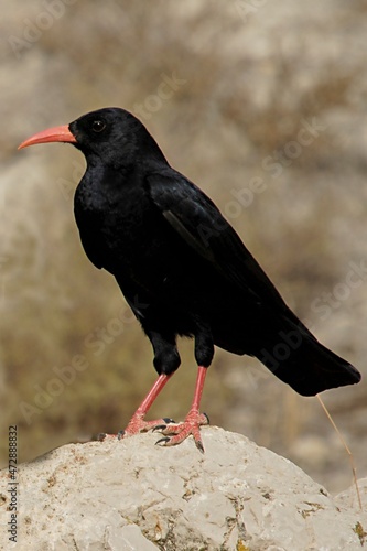 Pyrrhocorax pyrrhocorax - La chova piquirroja es una especie de ave paseriforme de la familia Corvidae. photo