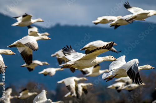 Snow geese flying, Skagit Valley, Washington State.