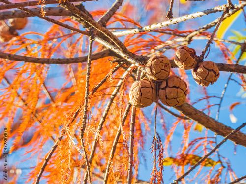 Fall color in Mitch Park photo