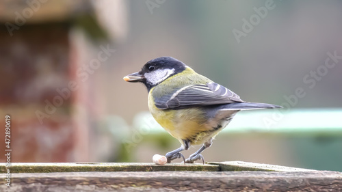 close up of a great tit (Parus major) feeding on a wooden bird table