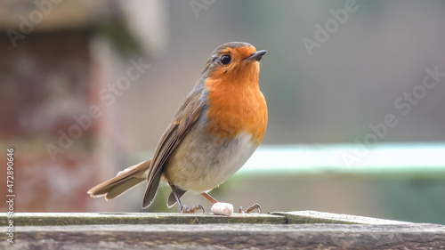 close up of a robin redbreast (Erithacus rubecula) on a wooden bird feeder table