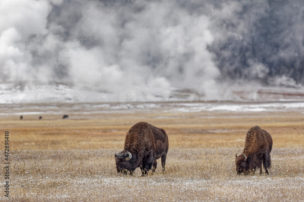 American Bison in meadow with light dusting of snow, Yellowstone National Park, Wyoming American Bison in meadow with light dusting of snow, Yellowstone National Park, Wyoming