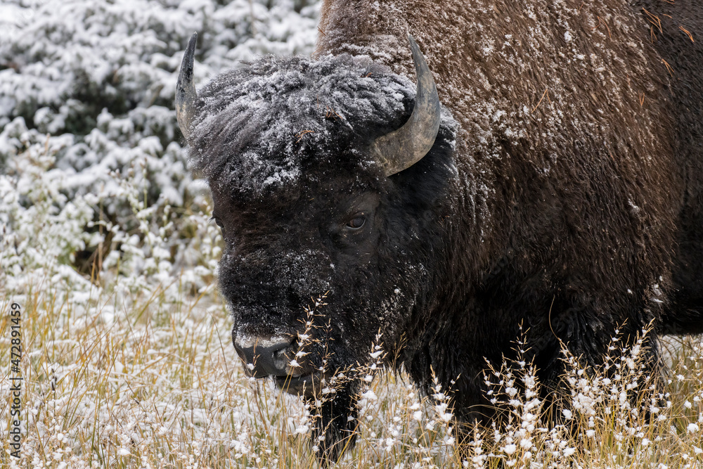 American Bison, Bison bison and light dusting of snow, Yellowstone National Park, Wyoming American Bison, Bison bison and light dusting of snow, Yellowstone National Park, Wyoming