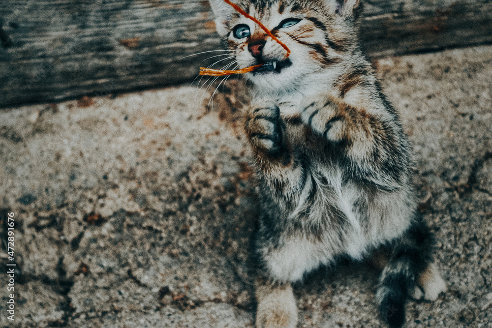 Obraz premium portrait of a cute cat