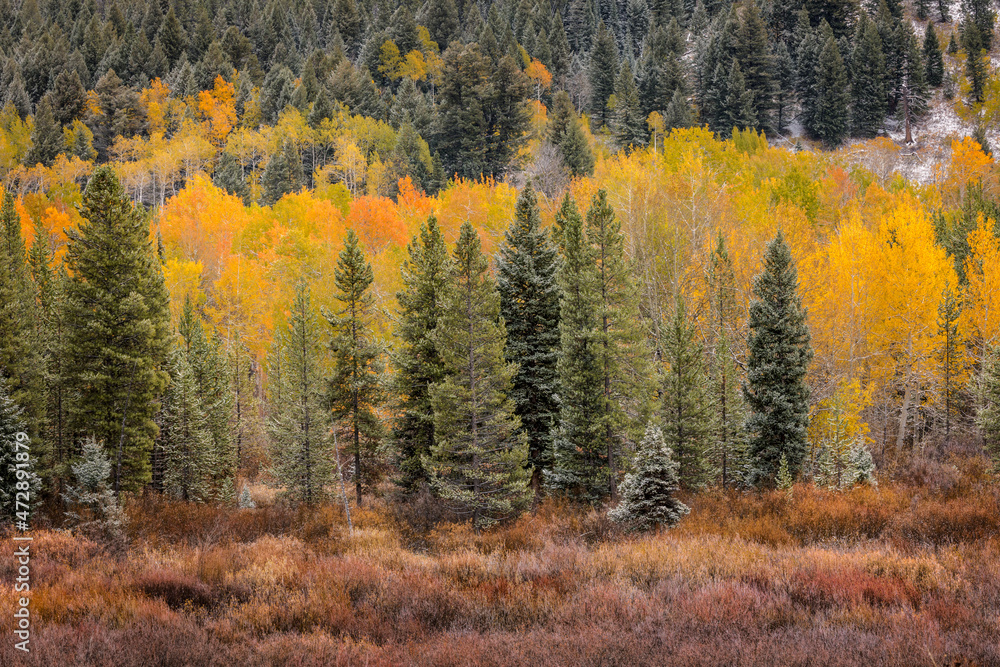Autumn aspen gold colors and early snowfall, Grand Teton National Park, Wyoming Autumn aspen gold colors and early snowfall, Grand Teton National Park, Wyoming