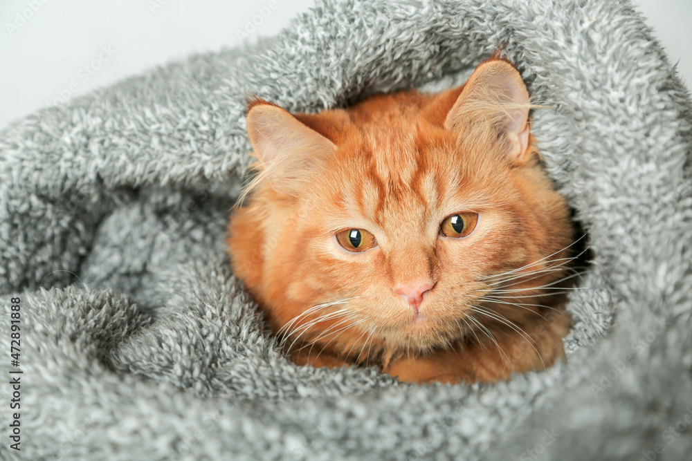 Cute ginger cat lying in soft plush cave bed. Cozy comfortable accessories for pets. 