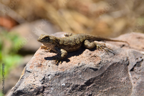 Lizard on Rock, Conejo Canyons Park, Thousand Oaks