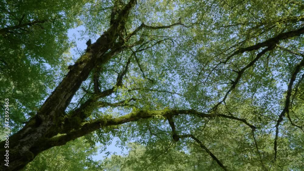 The Caucasus Mountains. Kudepsta River Canyon. Mossy tree crowns. The Caucasus Mountains. Kudepsta River Canyon. Mossy tree crowns.