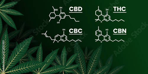 Cannabis leaves are composed together on the left side. With chemical structure formula on the right. Marihuana, Sativa and Indica leaf over each other with depth perspective. Use as a header, banner 