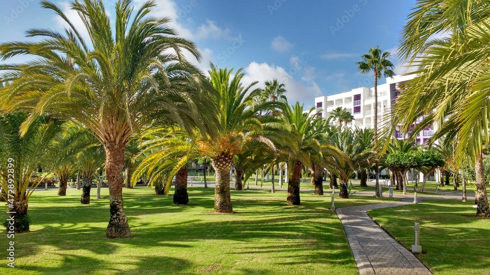 The palm garden of a hotel in Gran Canaria.

