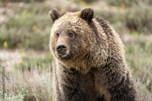 USA, Wyoming, Grand Teton National Park. Grizzly bear subadult close-up.