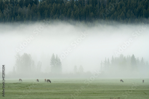 USA, Wyoming, Buffalo Valley. Rocky Mountain elk graze on foggy morning.