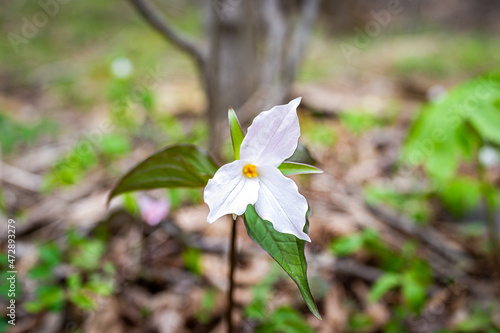 Closeup view of wild white pink trillium wildflower flower in early spring in Virginia Blue Ridge Mountains parkway of Wintergreen Resort with forest trees in background photo