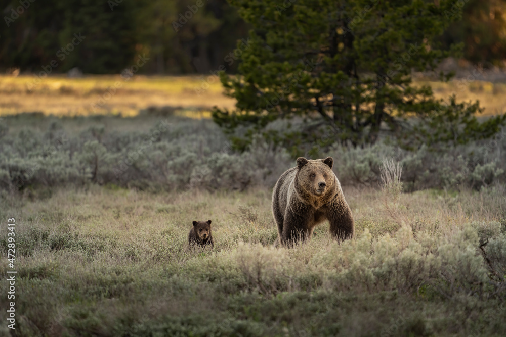 Fototapeta premium USA, Wyoming, Grand Teton National Park. Female grizzly bear mother with cub.