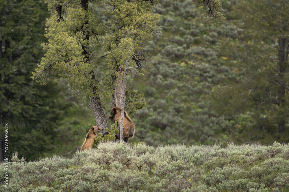 USA, Wyoming, Grand Teton National Park. Grizzly bear yearling cubs climbing a tree. USA, Wyoming, Grand Teton National Park. Grizzly bear yearling cubs climbing a tree.