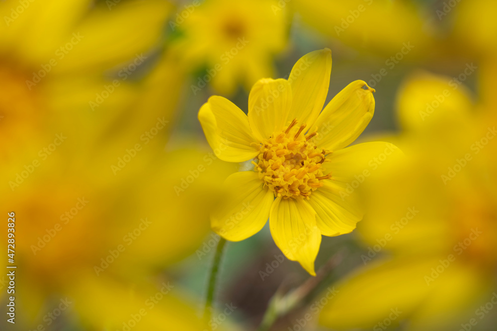 USA, Wyoming, Yellowstone National Park. Rydberg's arnica flower close-up. USA, Wyoming, Yellowstone National Park. Rydberg's arnica flower close-up.