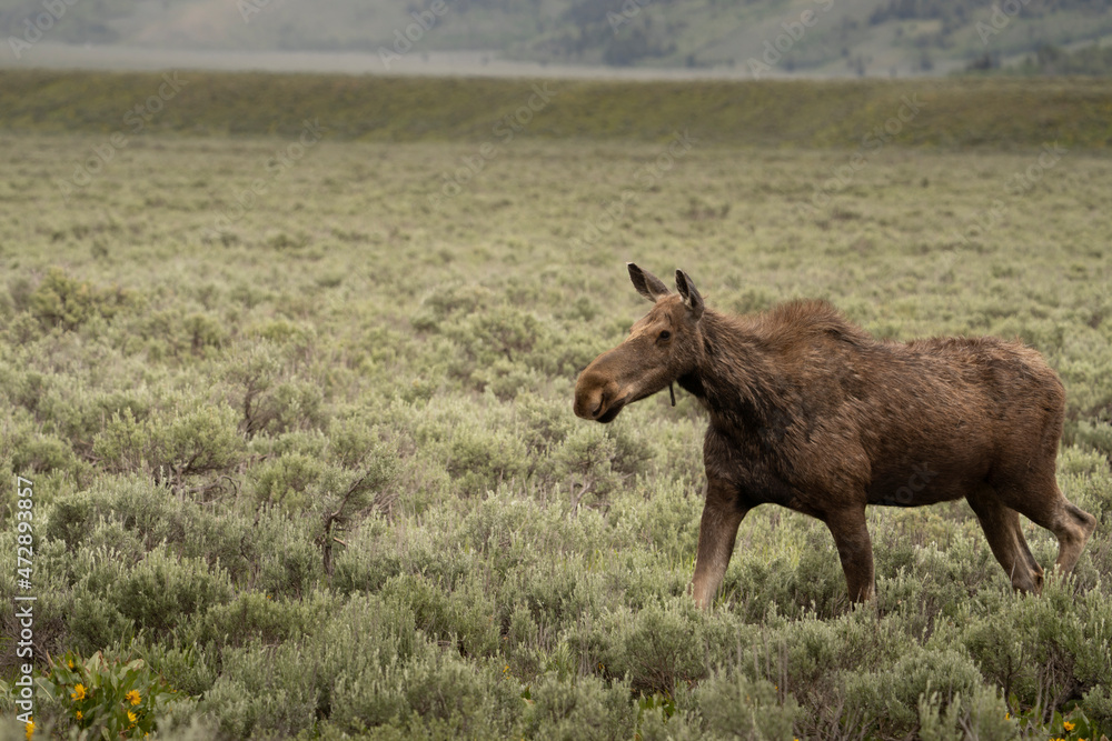 USA, Wyoming, Grand Teton National Park. Cow moose walking across field of sage brush. USA, Wyoming, Grand Teton National Park. Cow moose walking across field of sage brush.
