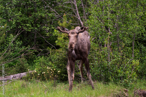USA, Wyoming, Yellowstone National Park. Young bull moose with growing antlers.