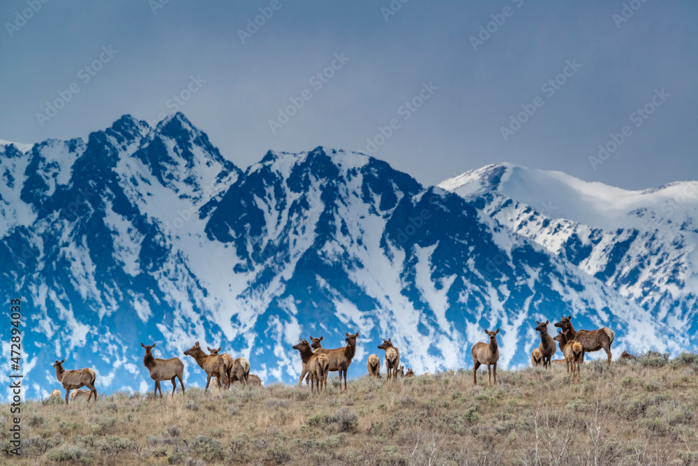 Herd of elk grazing with backdrop of snowy Teton Mountains, Grand Teton National Park, Wyoming