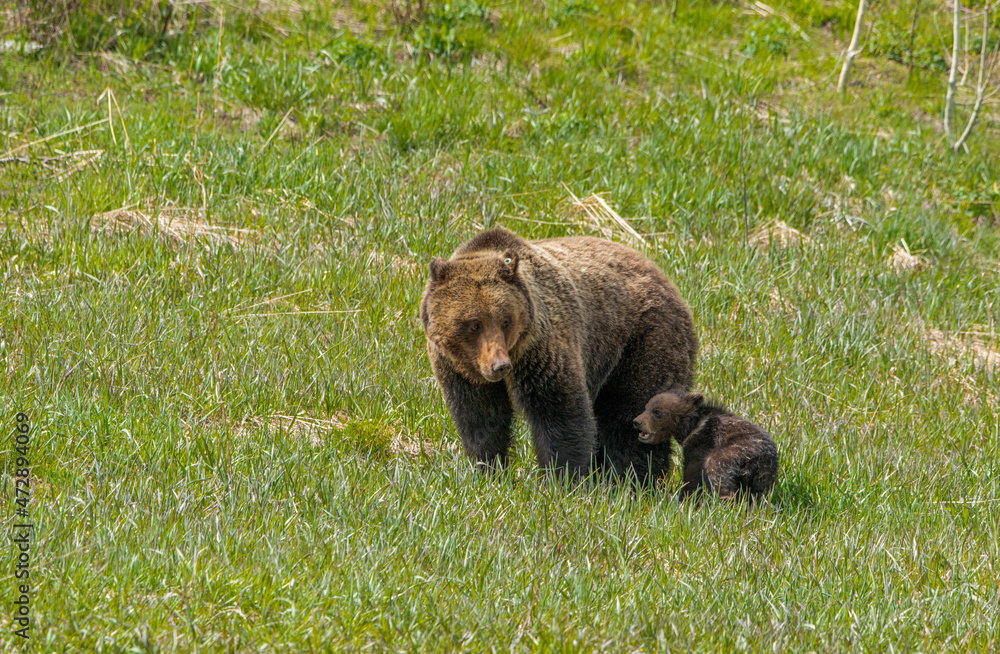 Obraz premium Sow grizzly bear and cub of the year with natal collar, near Grand Teton National Park Wyoming