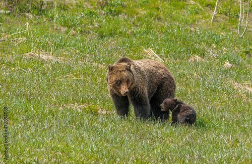 Sow grizzly bear and cub of the year with natal collar, near Grand Teton National Park Wyoming photo