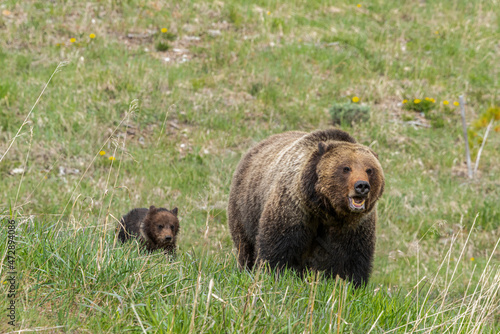 Sow grizzly bear and cub of the year with natal collar, near Grand Teton National Park Wyoming photo