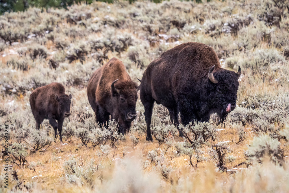 Yellowstone National Park, Wyoming, USA. Family of bison in the Lamar Valley after an early Autumn snowfall.