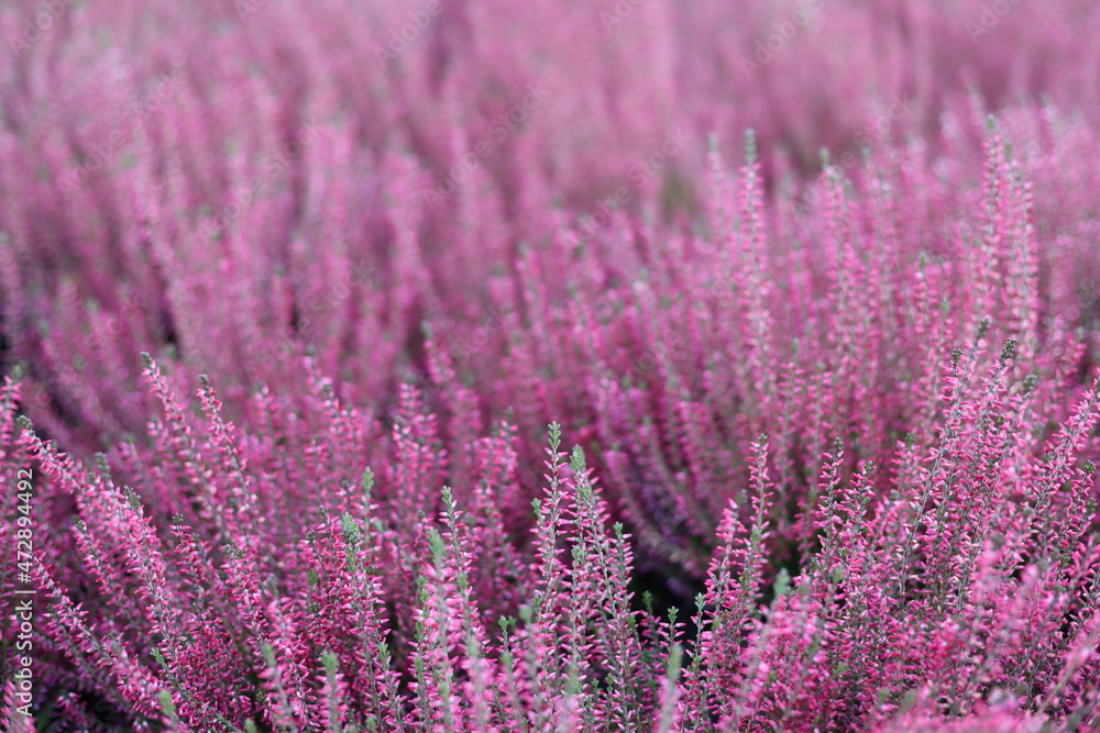Fototapeta premium field of lavender