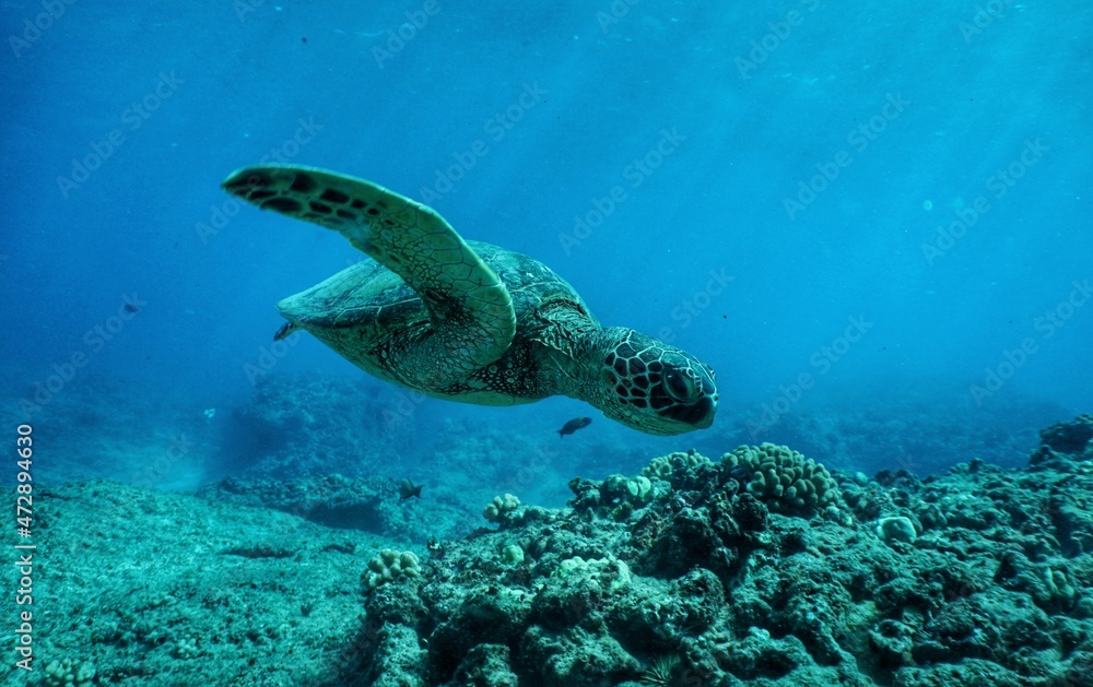 Snorkeling in Hawaii with Green Sea Turtles Snorkeling in Hawaii with Green Sea Turtles