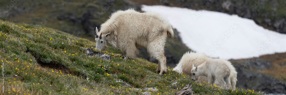 USA, Wyoming. Adult and kid, Mountain goat, Beartooth Pass. USA, Wyoming. Adult and kid, Mountain goat, Beartooth Pass.