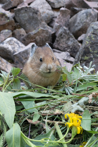 USA, Wyoming. Pika gathering vegetation, Bridger Teton National Forest. photo