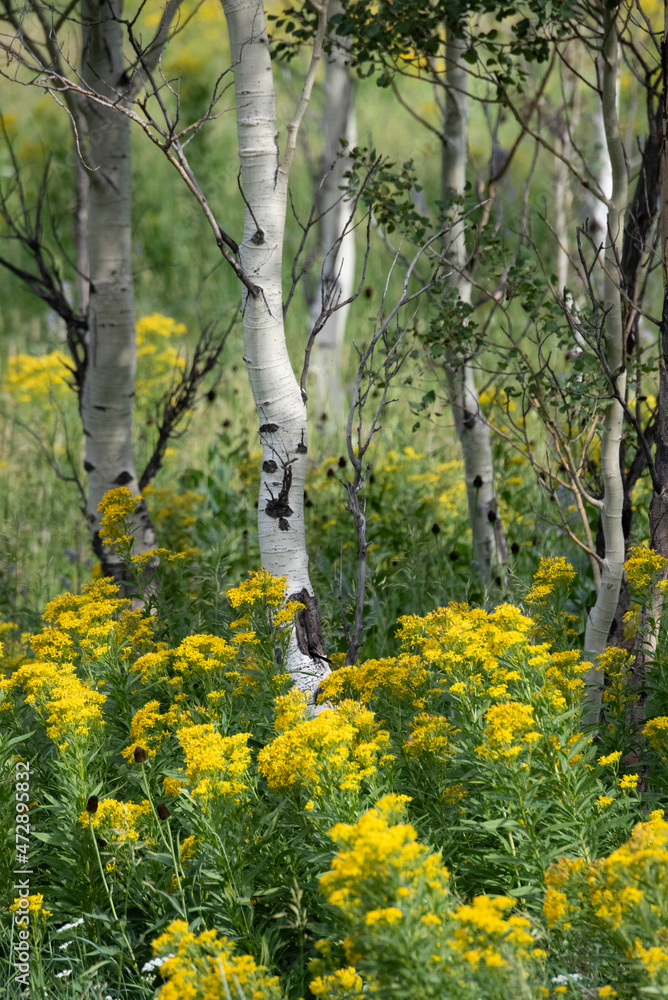 Fototapeta premium USA, Wyoming. Yellow wildflowers among the aspen, Bridger National Forest.