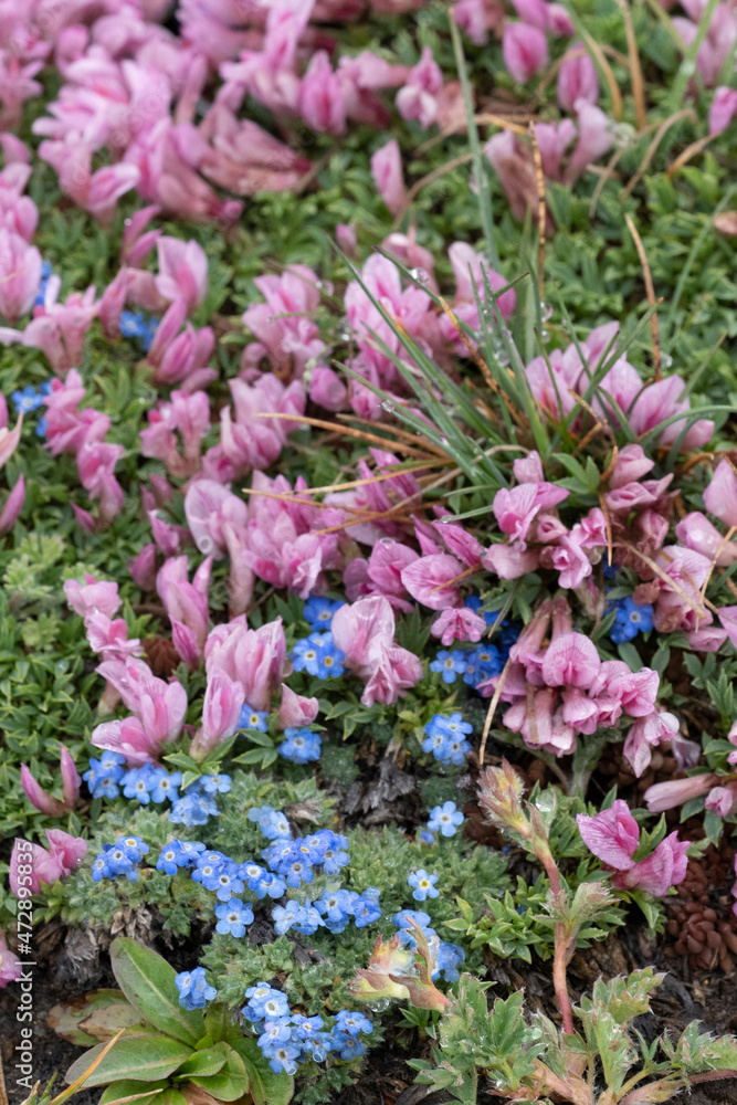 USA, Wyoming. Alpine forget-me-not and dwarf clover, Beartooth Pass. USA, Wyoming. Alpine forget-me-not and dwarf clover, Beartooth Pass.