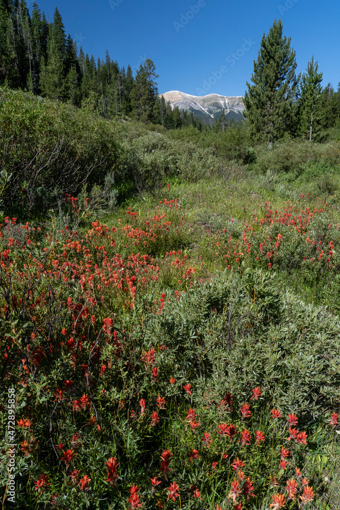 USA, Wyoming. Red Indian Paintbrush in a stream bed, Bridger National Forest.