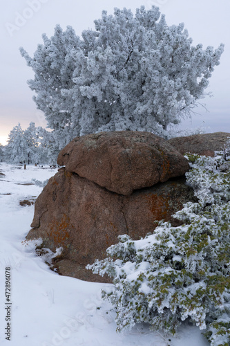 USA, Wyoming. Boulders and hoar frost covered pines, Vedauwoo Recreation Area, Medicine Bow National Forest. photo