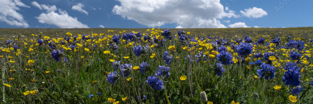 USA, Wyoming. Alpine Avens and Sky Pilot, meadow of wildflowers with clouds, Panoramic, Beartooth Pass. USA, Wyoming. Alpine Avens and Sky Pilot, meadow of wildflowers with clouds, Panoramic, Beartooth Pass.