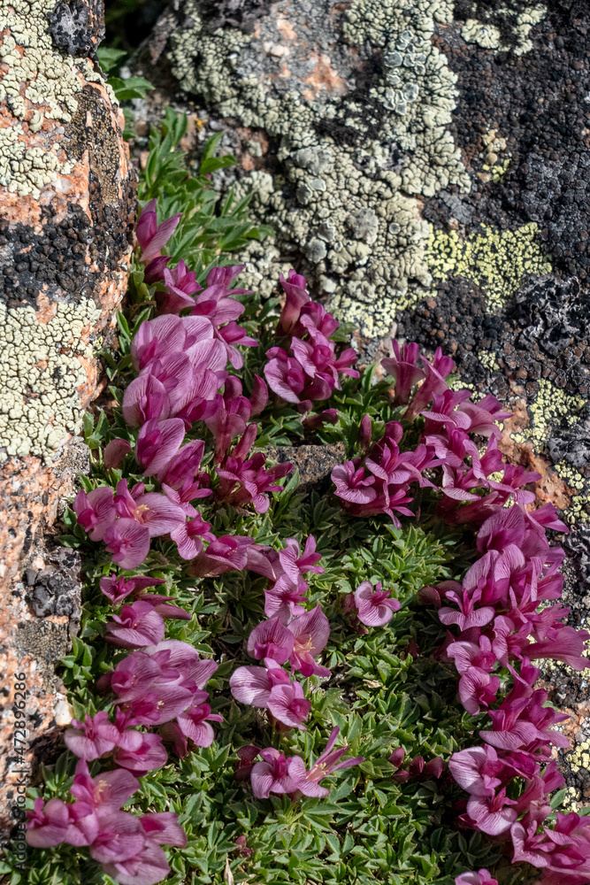 Fototapeta premium USA, Wyoming. Dwarf clover on lichen covered rock, Beartooth Pass.