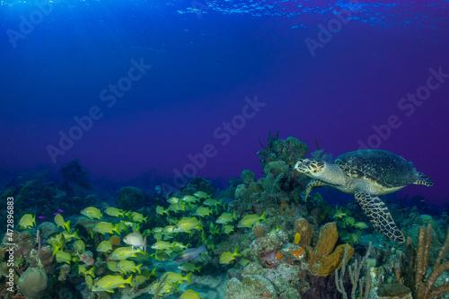 A hawksbill turtle about to invade a party pf bluestriped grunts on the reef in the Cayman Islands photo